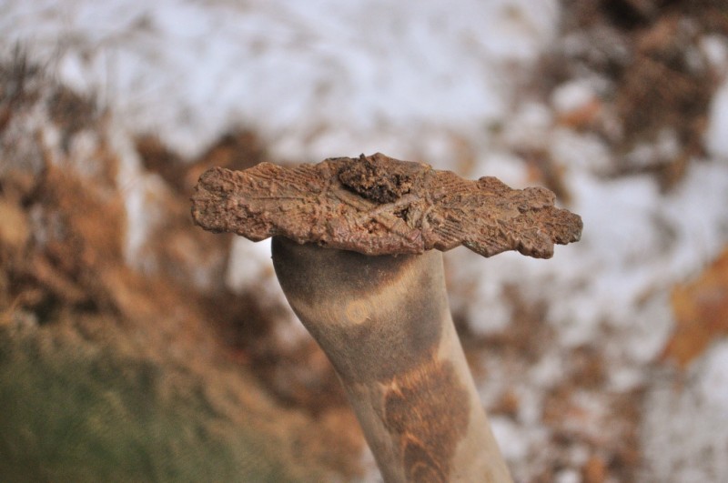 CSC_0081.JPG