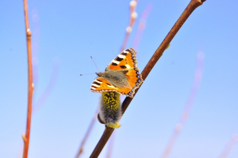 CSC_0105.JPG