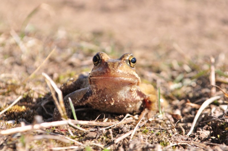 CSC_0103.JPG