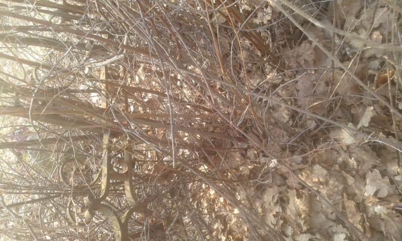 20190407_085327.jpg