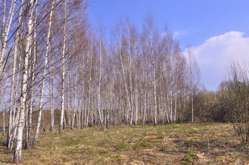 CSC_0339.JPG