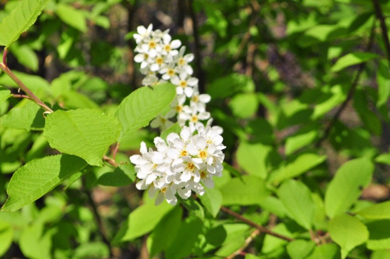 CSC_0502.JPG