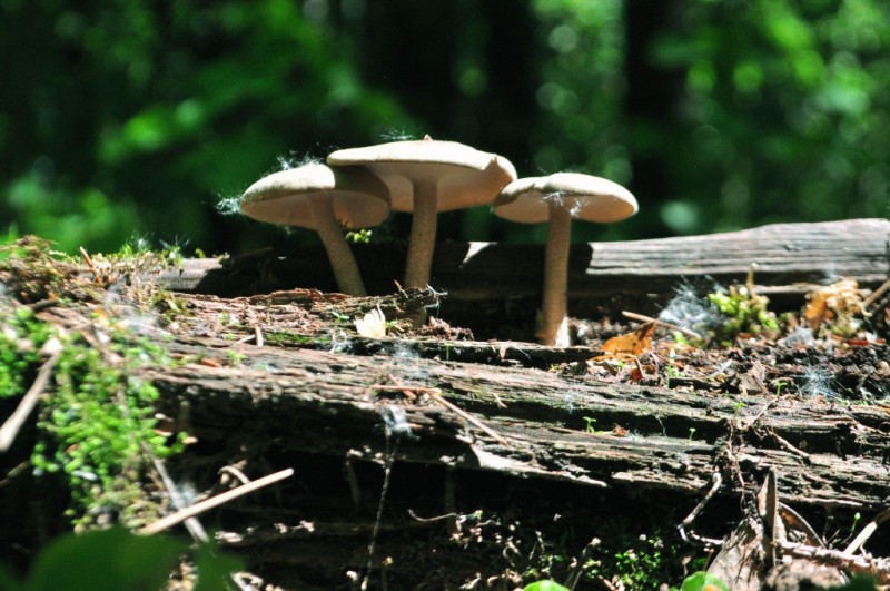 CSC_0624.JPG