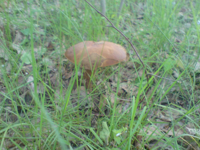 DSC00161.JPG