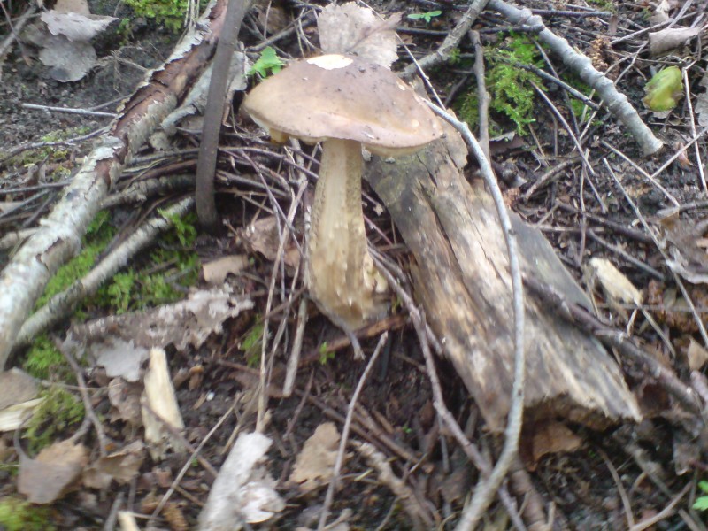 DSC00153.JPG