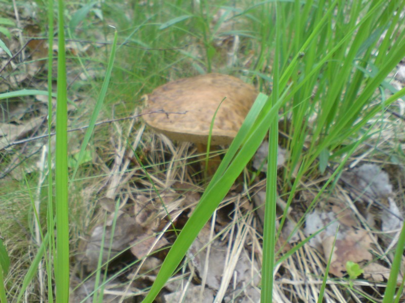 DSC00155.JPG