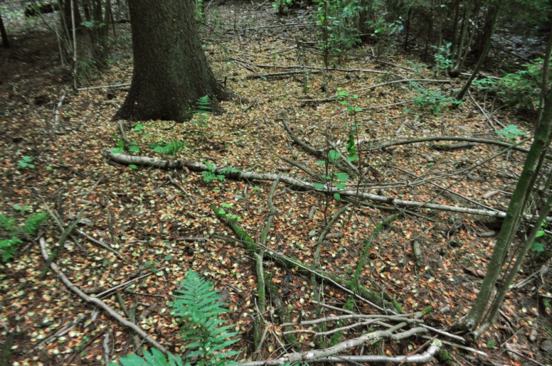 CSC_0617.JPG