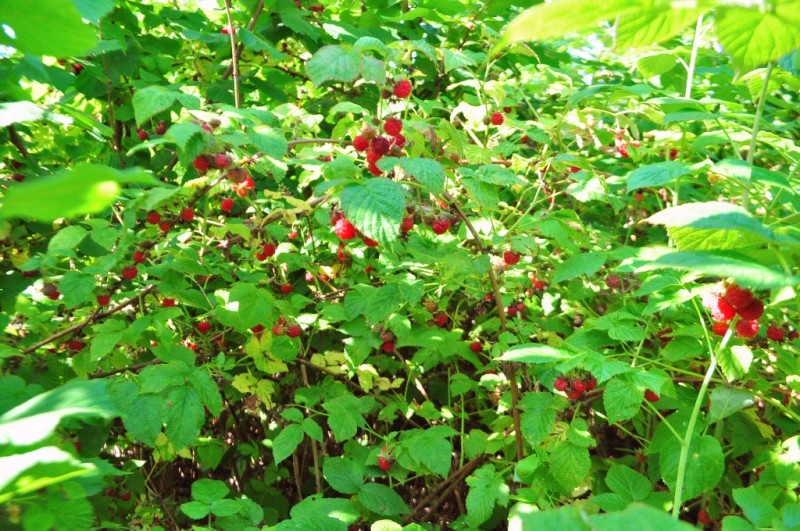 CSC_0665.JPG