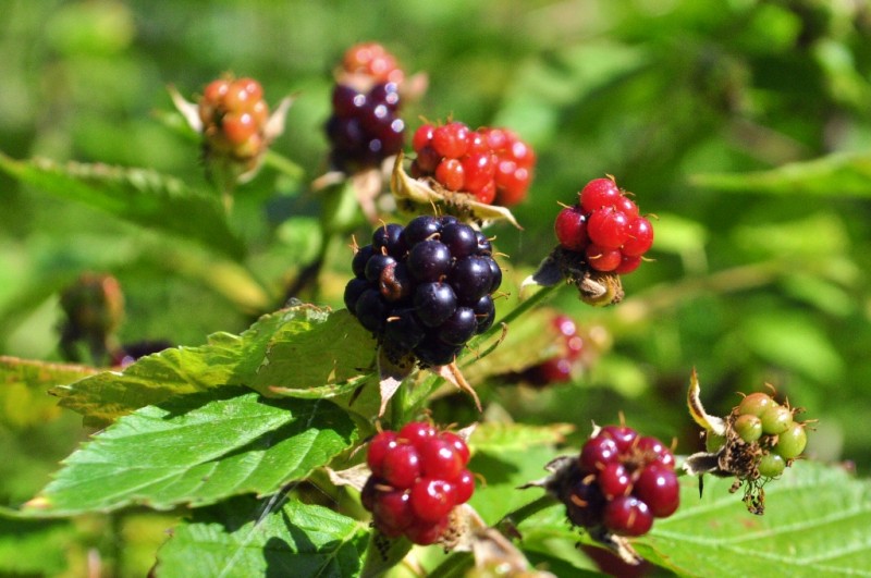 CSC_0666.JPG