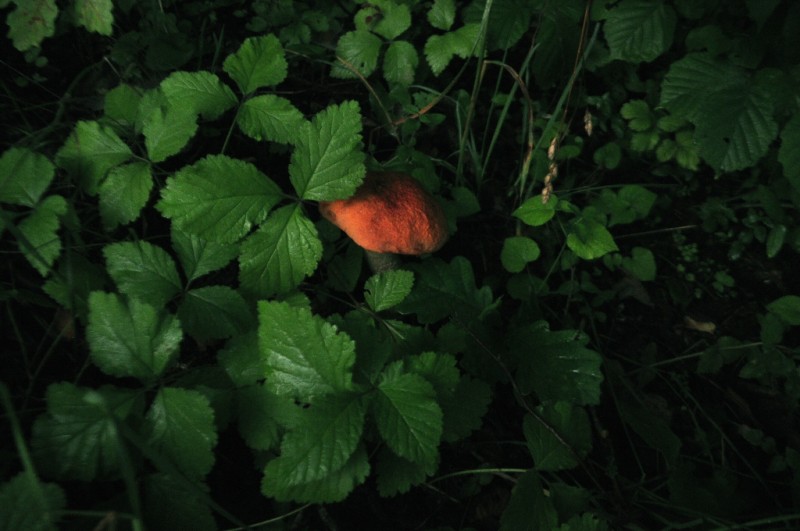 CSC_0753.JPG