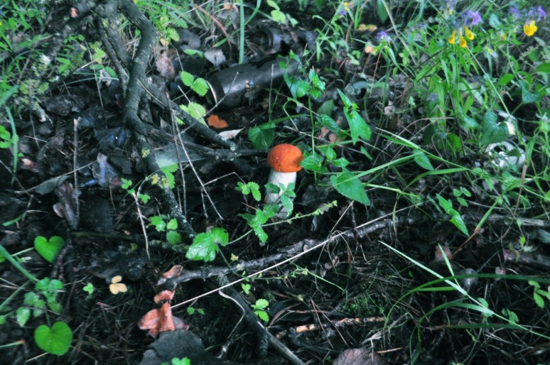 CSC_0755.JPG