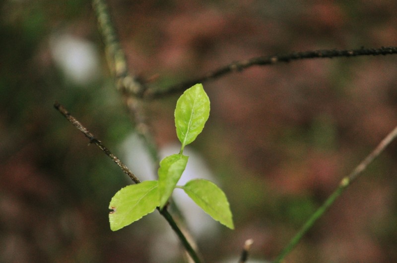 CSC_1518.JPG