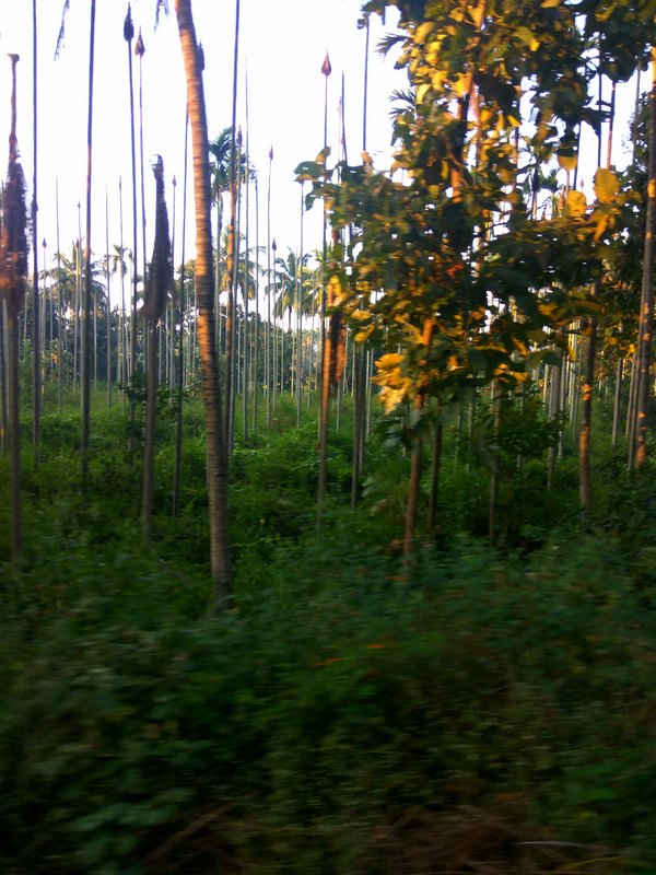 IMG_20200127_072655.jpg