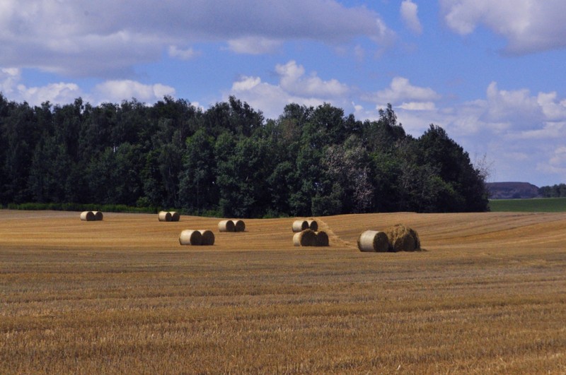 CSC_2111.JPG