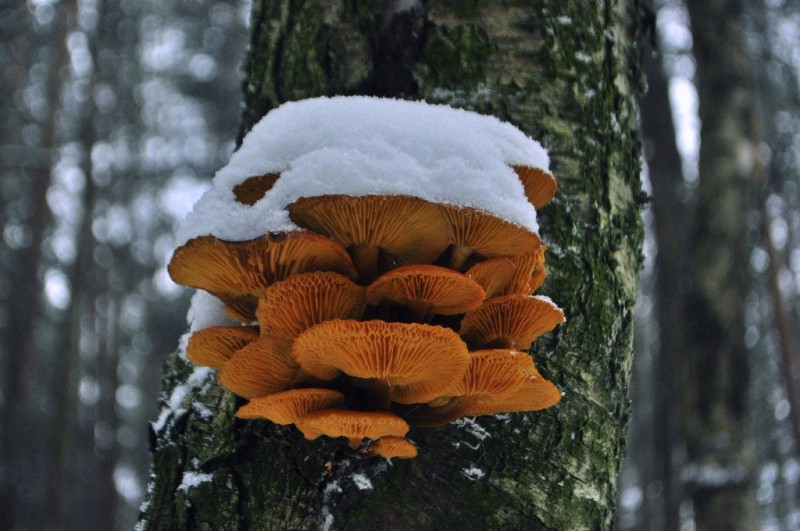 CSC_6359.JPG